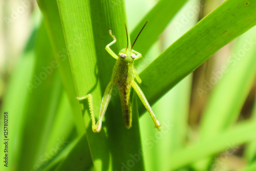 Green grasshopper herbivorous insects from the suborder Caelifera in the order orthoptera