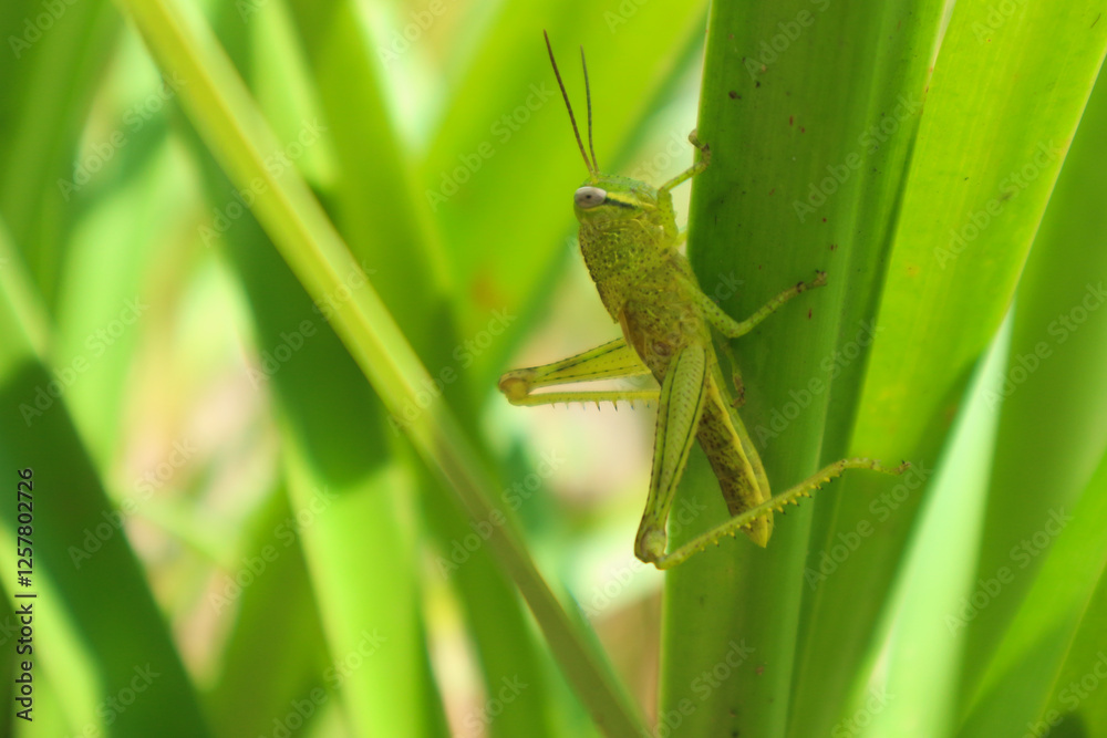 Green grasshopper herbivorous insects from the suborder Caelifera in the order orthoptera Green grasshopper herbivorous insects from the suborder Caelifera in the order orthoptera