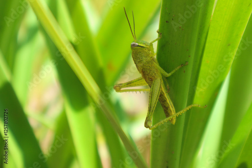 Green grasshopper herbivorous insects from the suborder Caelifera in the order orthoptera