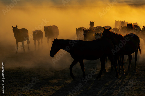 Group of wild horses on rural dusty field on sun set in the city of Kayseri of Turkey country