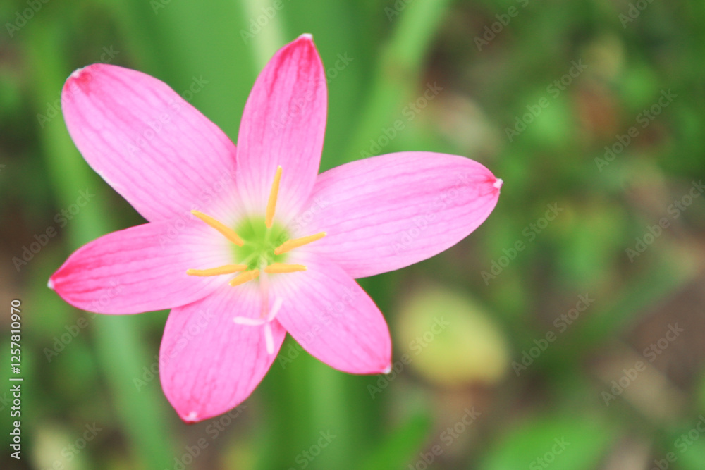 Pink rain lily (Fairy Lily, Zephyranthes rosea) flower spring, summer,nature background. Pink rain lily (Fairy Lily, Zephyranthes rosea) flower spring, summer,nature background.