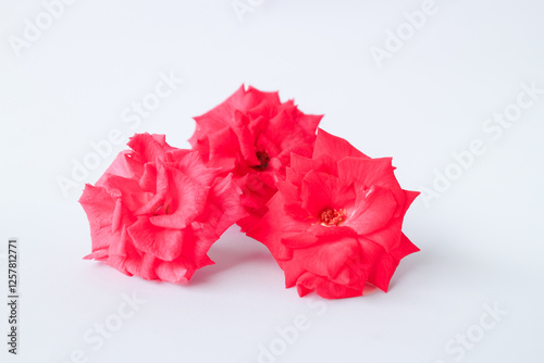 Exquisite Closeup of Rosa lucieae Flower Showcasing its Intricate Petals and Timeless Beauty. photo