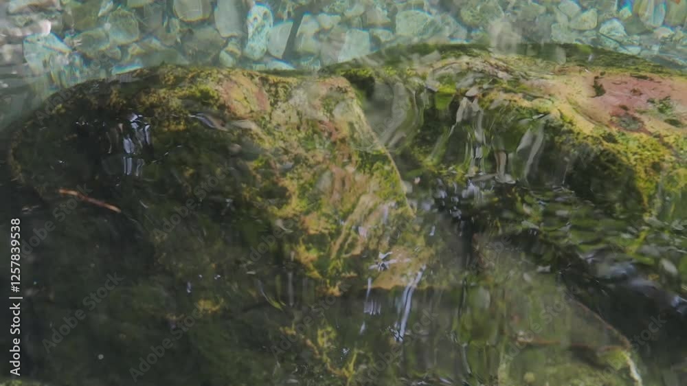Natural mineral water source in the forest Natural mineral water source in the forest