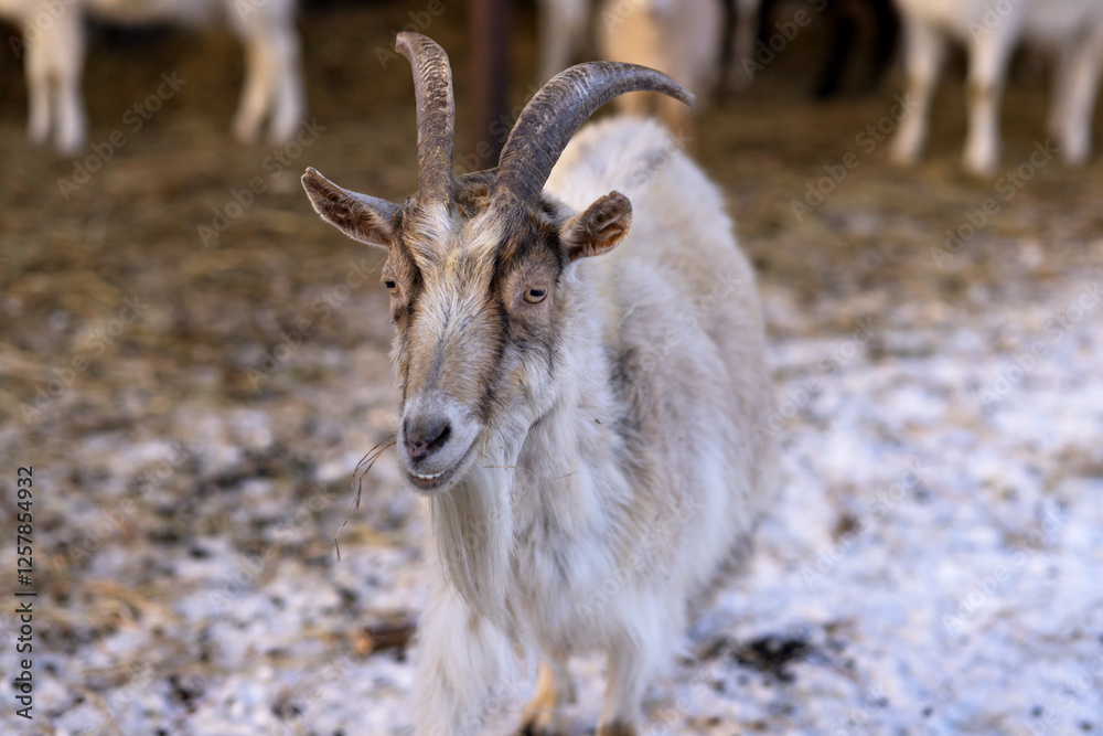 Domestic goat with brown stripes on its muzzle and horns chews hay Domestic goat with brown stripes on its muzzle and horns chews hay
