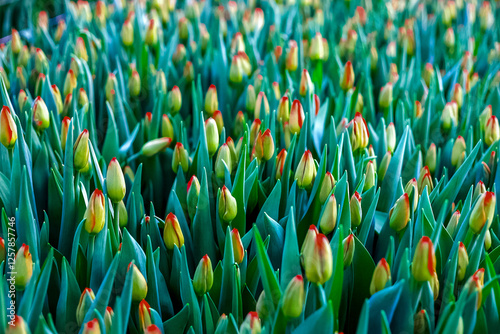 Tulips in a greenhouse.