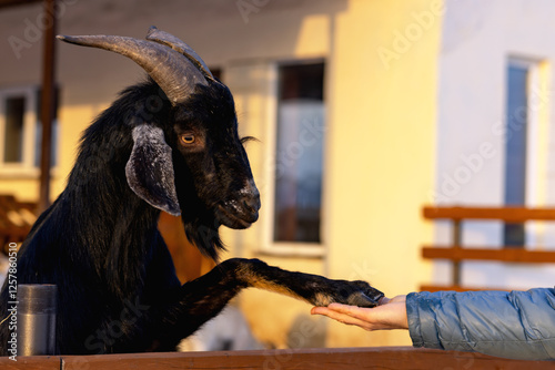 Black horned goat put his foot on the palm of the man standing at the fence photo