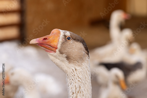 Head of a grey goose with an orange beak and an excrescence close-up