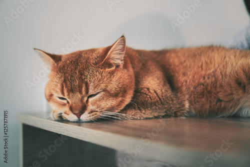 portrait of a orange tabby cat