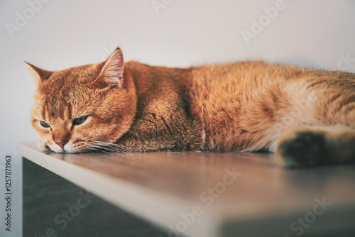 portrait of a orange tabby cat