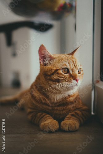 portrait of a orange tabby cat