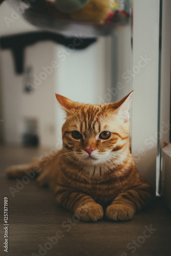portrait of a orange tabby cat