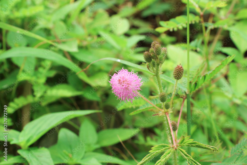 The flower of shy plant or mimosa pudica The flower of shy plant or mimosa pudica