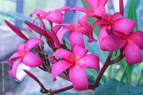 Plumeria rubra L. ‘Siam Red (Bunga Kamboja merah; Bunga Jepun). A group of plants in the genus Plumeria. These flowers are for Balinese Hindu prayers and as an ornamental plant in Bali. photo