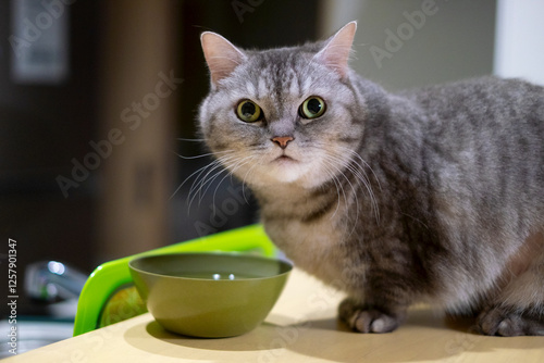 マンチカン_猫_短足
