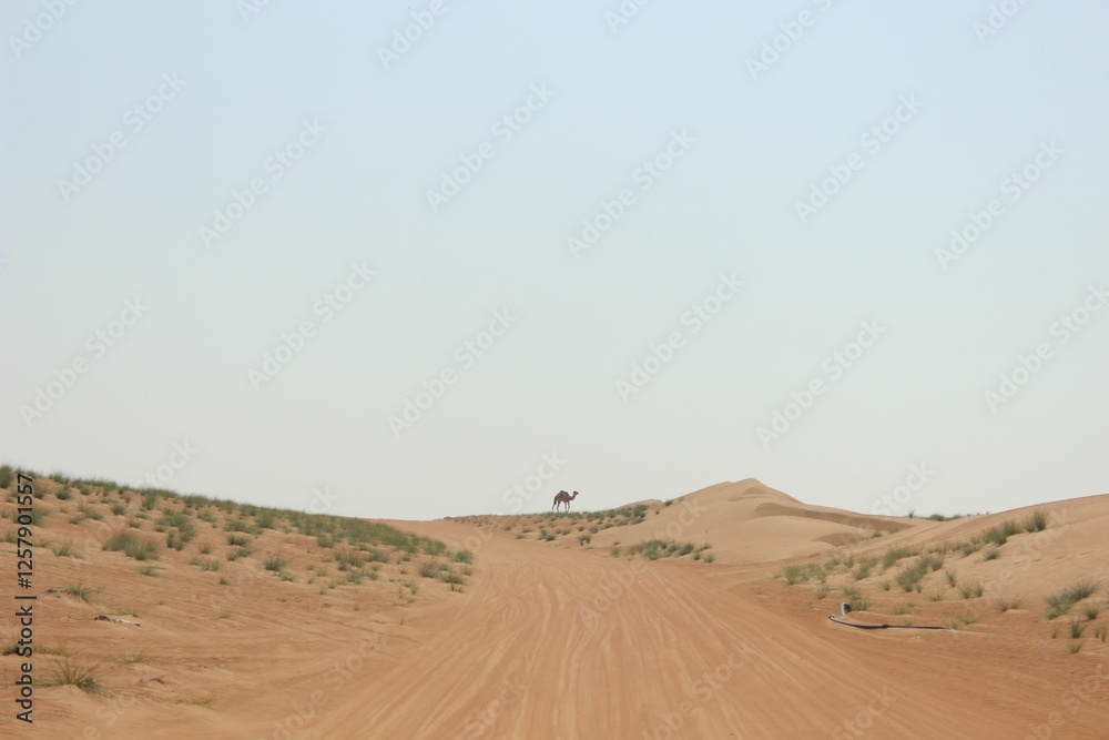Solitary camel on a desert dune under a clear sky. Solitary camel on a desert dune under a clear sky.