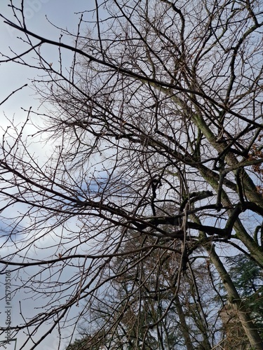 arbre en ville