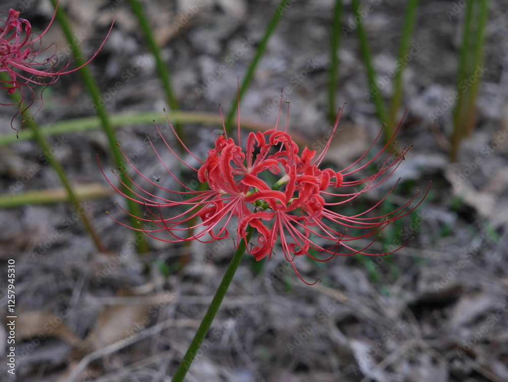 赤い彼岸花