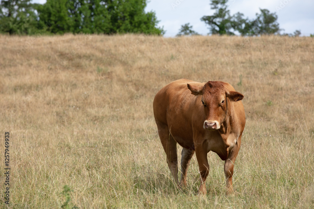 vache vache