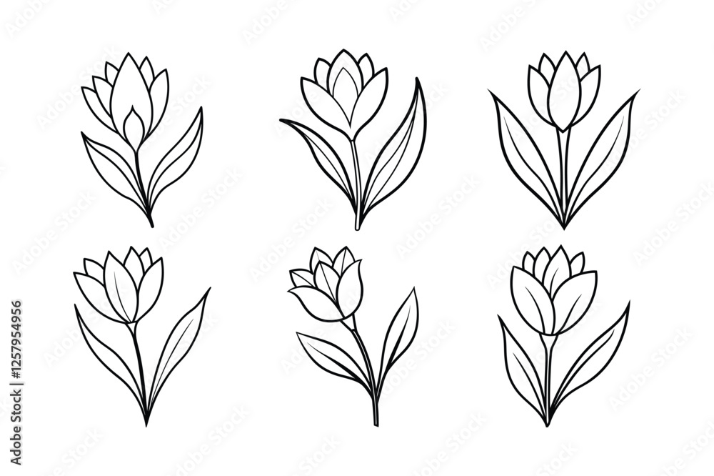 Crocus (Crocus spp.) line art vector illustration Crocus (Crocus spp.) line art vector illustration
