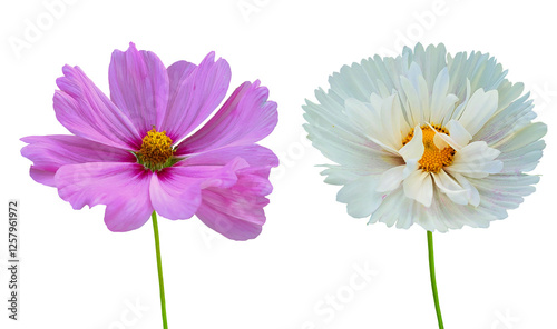 Fototapeta Naklejka Na Ścianę i Meble -  Pink and white cosmos flower with green stem isolated on transparent background