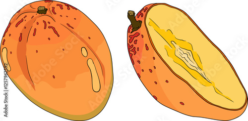 Hand drawn colored mango. Tropical fruit vector illustration. Botanical vintage objects	