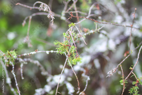 Close-up of juniper tree. Medicinal evergreen plant.