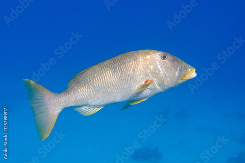 Yellowlip emperor (Lethrinus xanthochilus) undersea, Red Sea, Egypt, Sharm El Sheikh, Montazah Bay