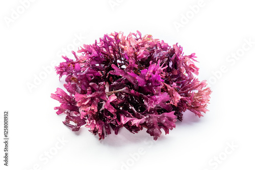 Irish sea moss, Chondrus crispus, edible seaweed, vibrant purple, isolated on a white background