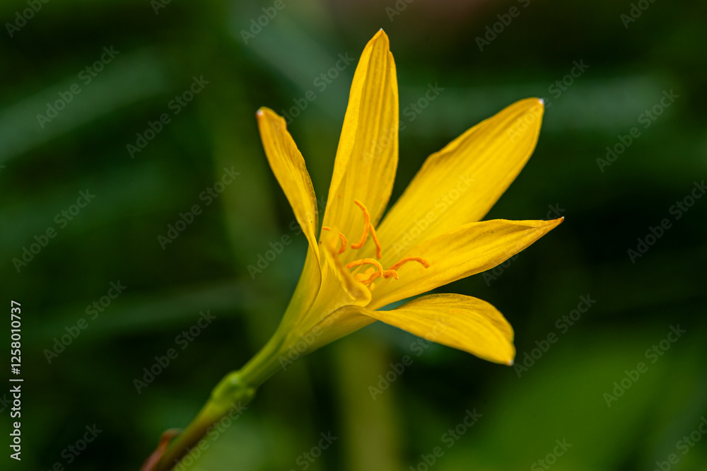 Obraz premium Close-up of a yellow Zephyranthes citrina.