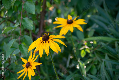 Fotografie Yellow rudbeckia flowers against a background of green leaves in a flowerbed in