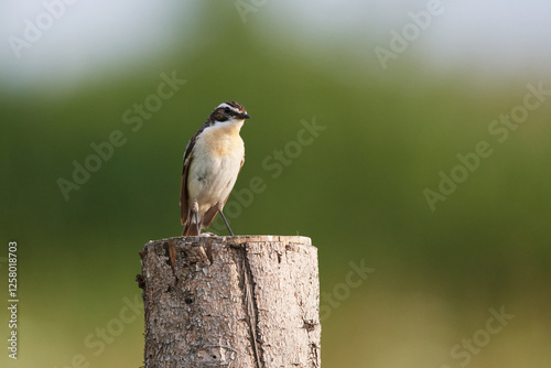 Braunkehlchen Männchen auf einer Sitzwarte	 photo