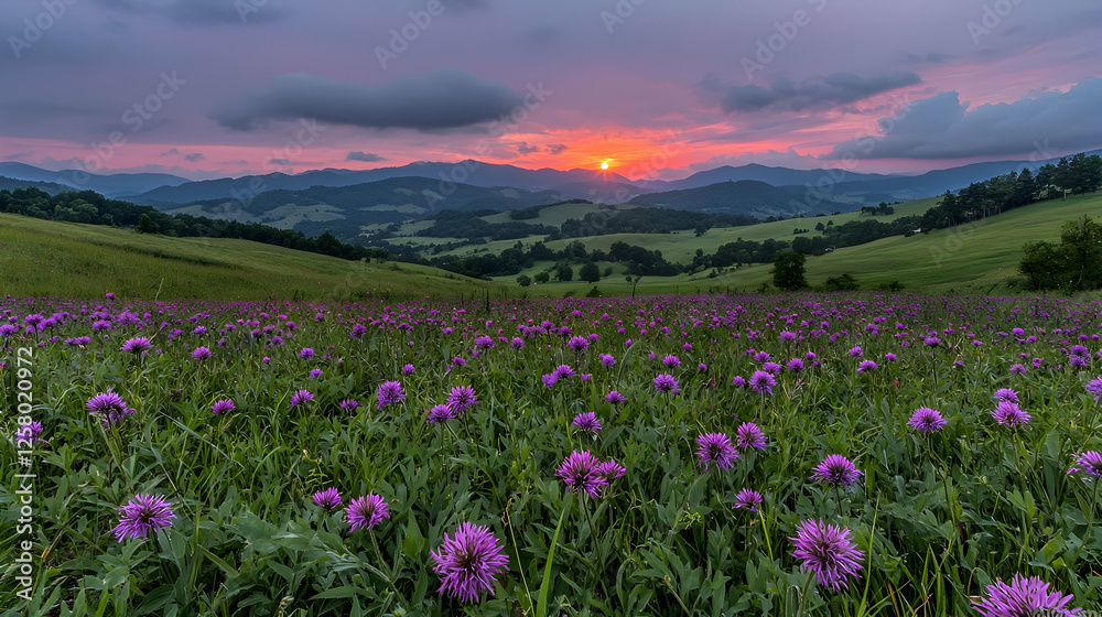 Fototapeta premium Sunset over mountain meadow, purple wildflowers, scenic landscape, nature photography