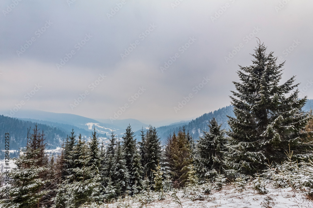 Landscapes - Forest - Europe, Romania, Suceava region Landscapes - Forest - Europe, Romania, Suceava region