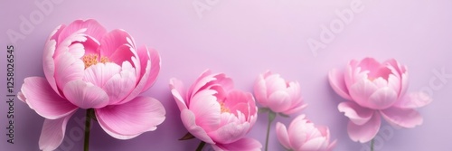 delicate pink peonies on a soft lavender background, bloom, nature, flowers