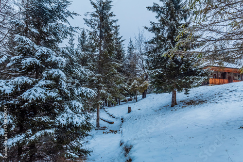 Wallpaper Mural Landscapes - Forest - Europe, Romania, Suceava region Torontodigital.ca