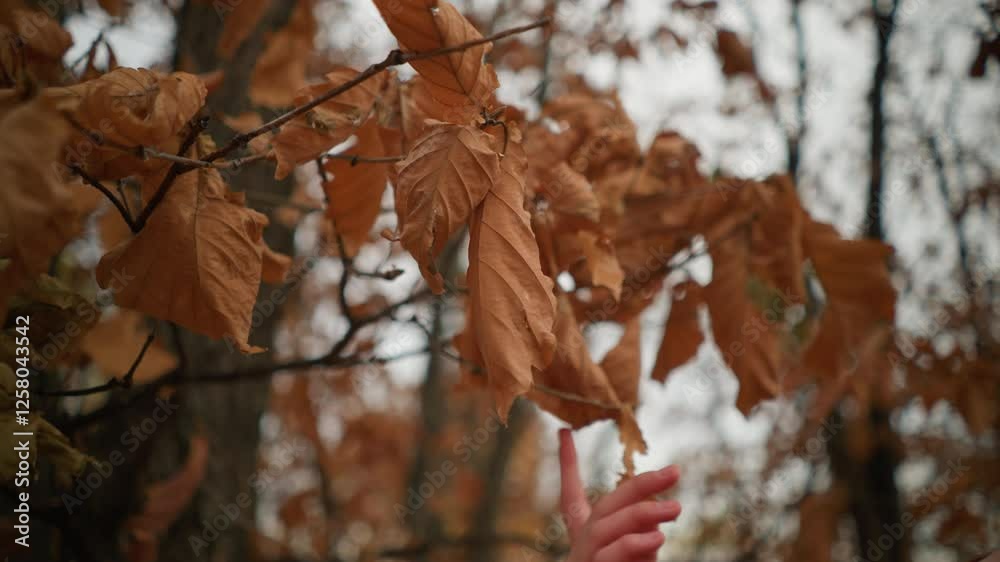 Delicate hand gently touches dry autumn leaves on a tree branch in a peaceful forest, capturing the essence of seasonal change and the beauty of nature in fall Delicate hand gently touches dry autumn leaves on a tree branch in a peaceful forest, capturing the essence of seasonal change and the beauty of nature in fall