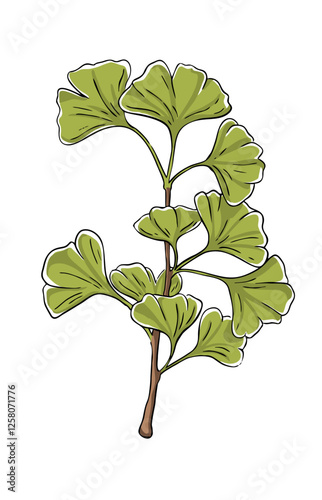 Illustration of a ginkgo branch in color. Vector illustration