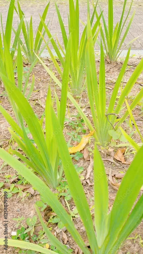 Green Leaves background. Plant background. Green Leaves background. Plant background.