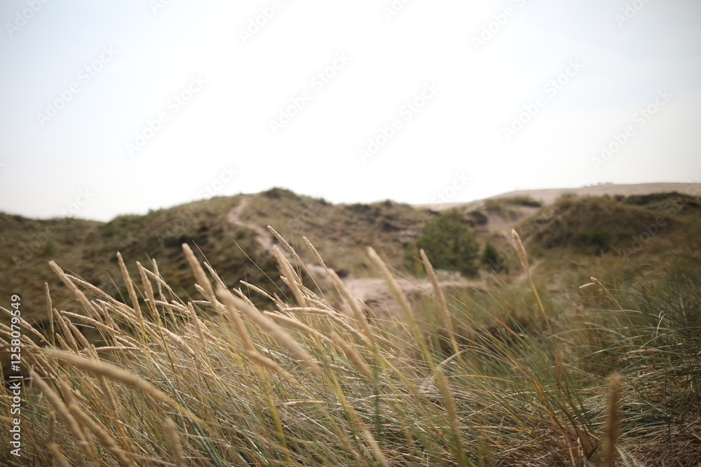 Fototapeta premium Beautiful beach in the hamptons