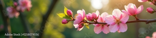 delicate petals unfurl from branches of flowering tree, foliage, trees