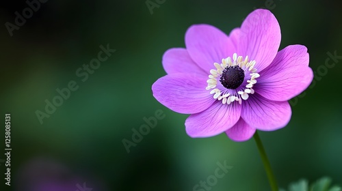 Stunning Closeup Purple Anemone Flower in Bloom