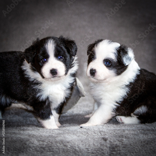 Urocze szczenięta border collie – czarno-białe maluchy o hipnotyzujących oczach. Dwa puchate psiaki na miękkim tle, ich niewinność i ciekawość uchwycone w ciepłym, domowym świetle.