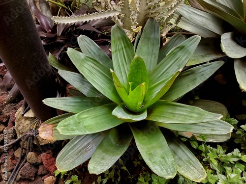 Bromeliad plants are often used as ornamental plants because of their exotic and striking appearance. Suitable for indoor decoration, tropical gardens and landscapes. photo