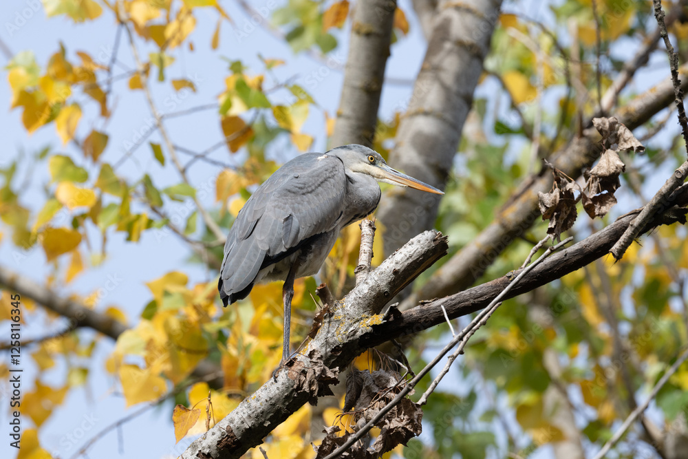 Heron Perched Amidst Autumn Leaves in Serene Forest Setting Heron Perched Amidst Autumn Leaves in Serene Forest Setting