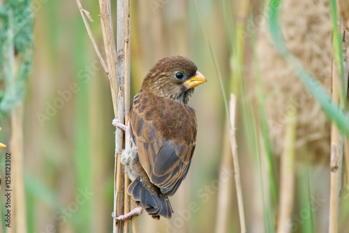 thick-billed weaver (Amblyospiza albifrons) photo