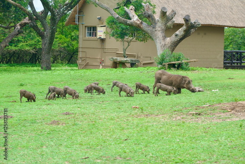 Warthog babies at feeding school photo