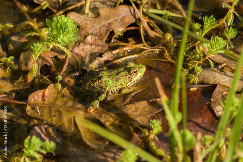 Common toad camouflaged among autumn leaves in a pond photo