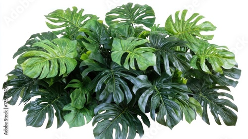 Lush Monstera deliciosa plant, isolated on white, for design