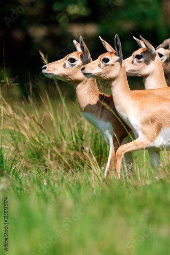 Alert Common Impala standing in green grassy field photo