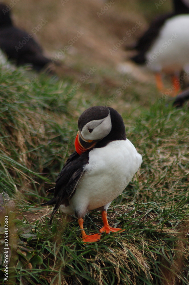 Naklejka premium puffin